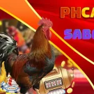 PHCASH COCKFIGHTING